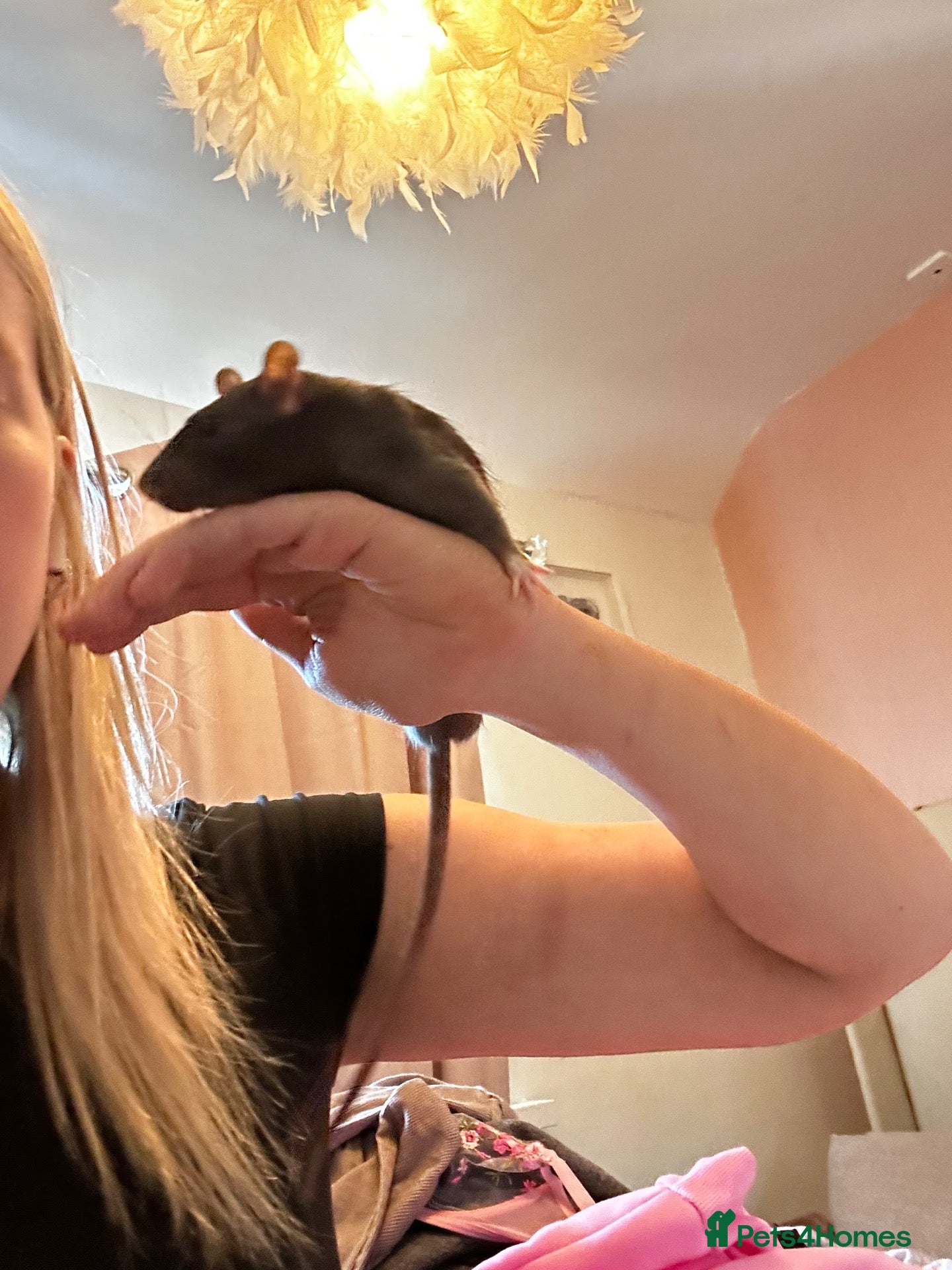 Rat rodents URGENT rat rehoming - Advert 2