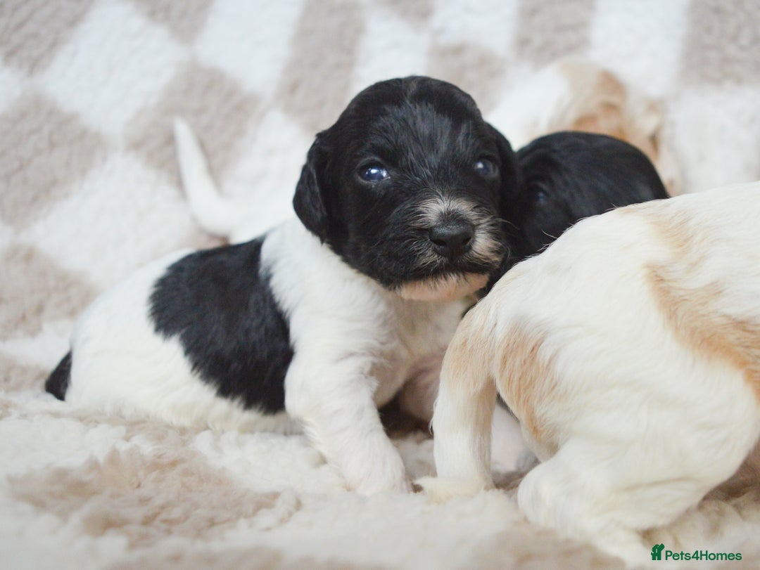 Cockapoo dogs for sale: Bouncy black & white Cockapoo - Image 13