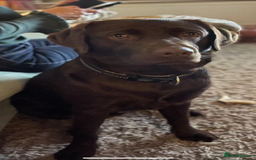 Labrador Retriever dogs for stud: KC Brown chocolate lab for stud  - Image 2