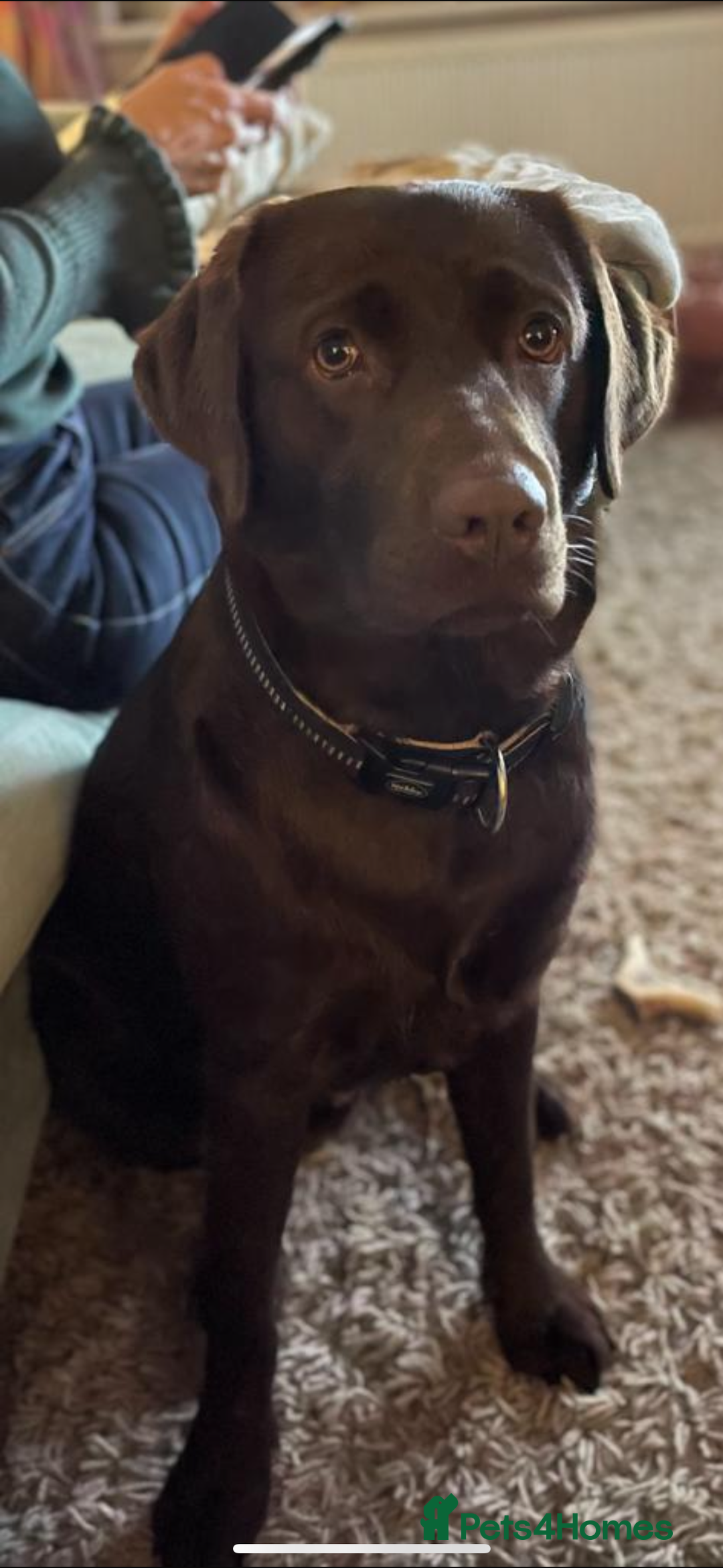 Labrador Retriever dogs for stud: KC Brown chocolate lab for stud  - Image 2