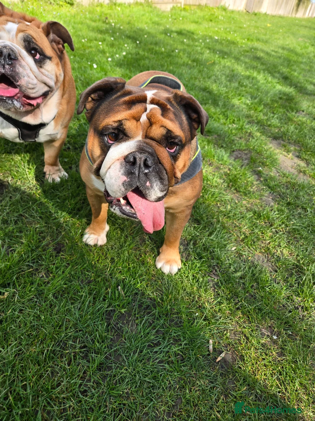 English Bulldog dogs for sale: KC reg girl English Bulldog  in Sittingbourne - Advert 2