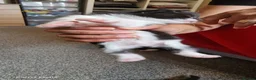 British Longhair cats for sale: Kittens  - Advert 14