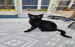 Bengal cats for sale: Zeus Jr and Kathleen - Advert 4