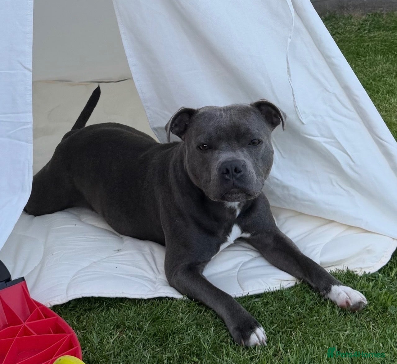 Staffordshire Bull Terrier dogs for sale: 💙KC BLUE STAFFORDSHIRE BULL TERRIER PUPPIES💙 - Advert 1