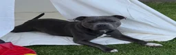 Staffordshire Bull Terrier dogs for sale: 💙KC BLUE STAFFORDSHIRE BULL TERRIER PUPPIES💙 - Advert 8
