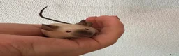 Mouse rodents for sale: 1 SIAMESE BOY & 1 FLUFFY CREAM BOY AVAILABLE  - Advert 4