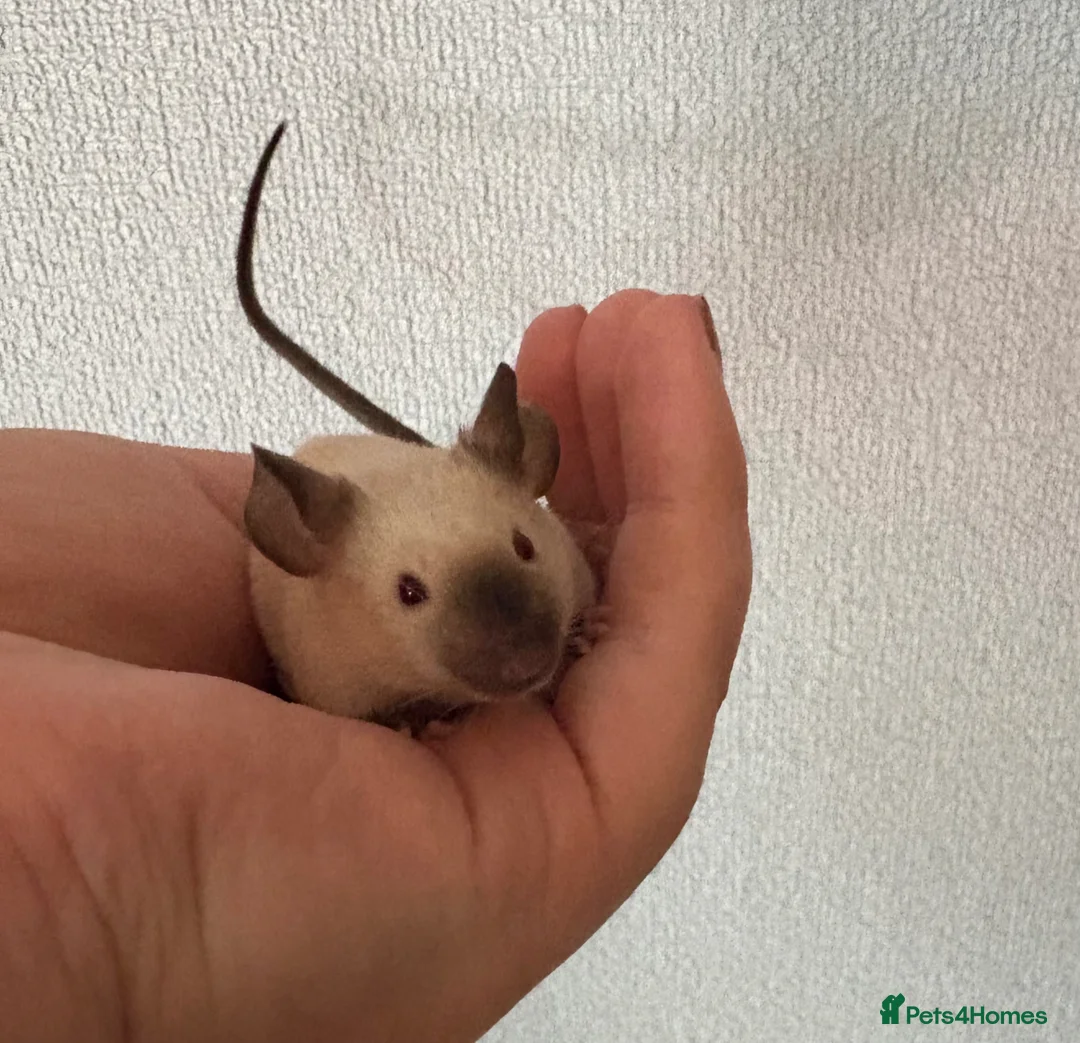 Mouse rodents for sale: 1 SIAMESE BOY & 1 FLUFFY CREAM BOY AVAILABLE  - Advert 4
