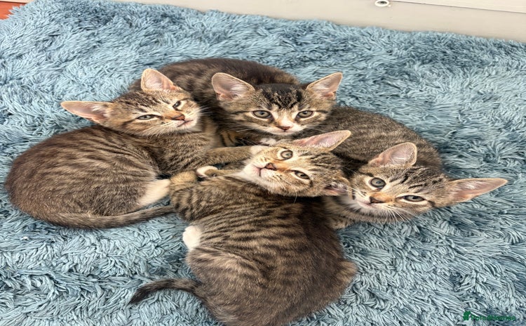 Domestic Shorthair cats - Advert 3