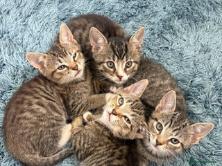 Domestic Shorthair cats - Advert 17