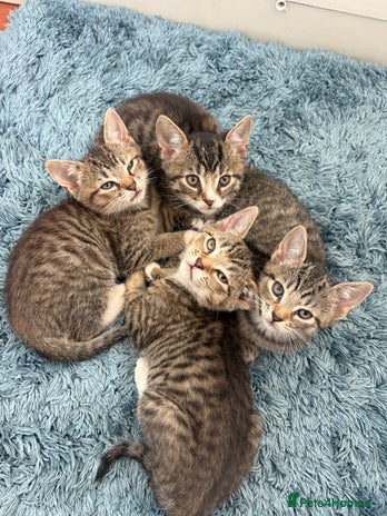 Domestic Shorthair cats - Advert 9