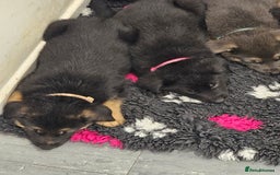 German Shepherd dogs for sale: German shepherd puppies  - Image 3