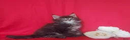 Maine Coon cats for sale: GCCF REGISTERED MAINE COON KITTENS FOR SALE  - Advert 13
