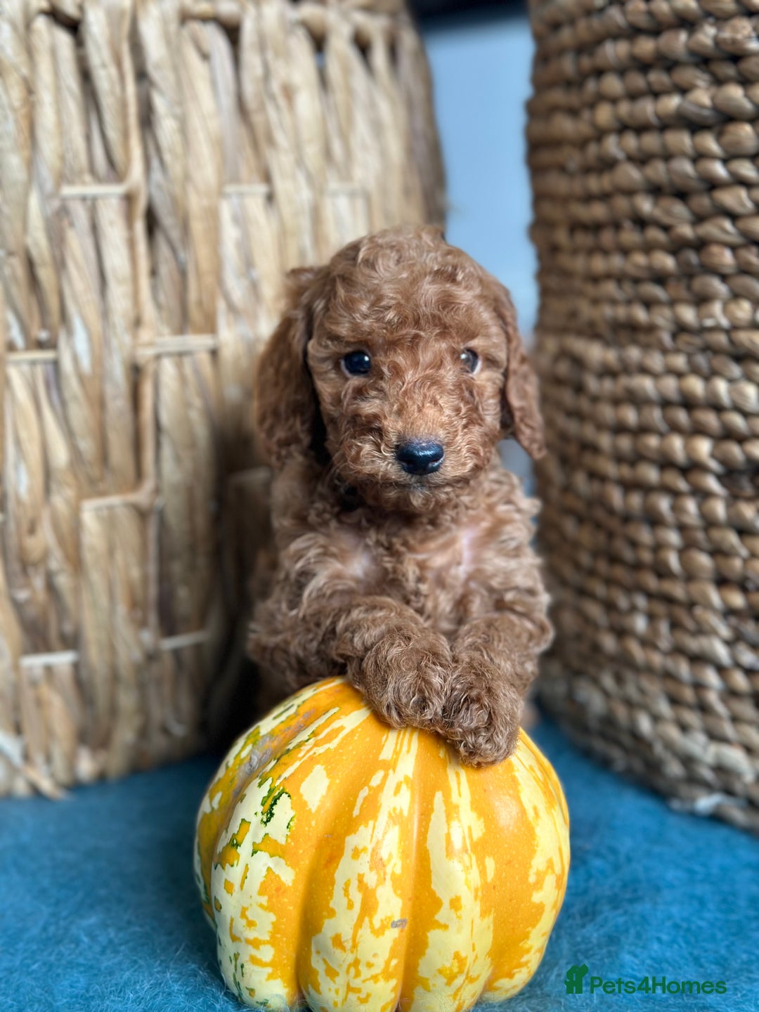 Miniature Poodle dogs for sale: 🐾 Beautiful KC 🦊 Red Miniature Poodle Puppies 🐾 - Image 6