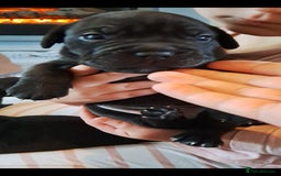 Mixed Breed dogs for sale: Frenchbulldog cross puppies  - Image 9