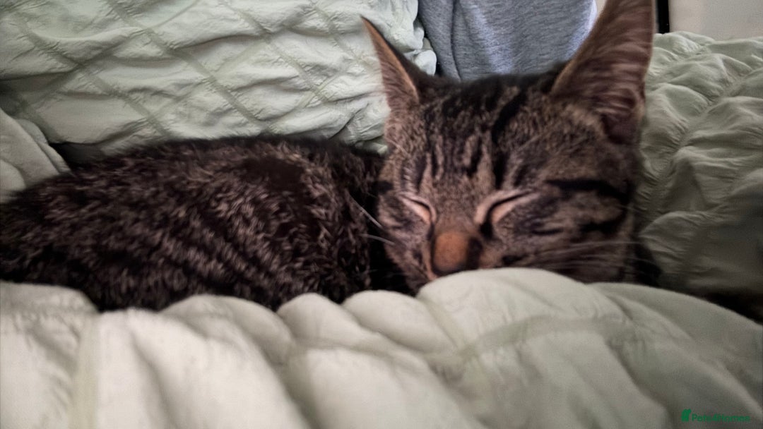 Mixed Breed cats for sale: 2 female black kittens and a tabby male  - Advert 9