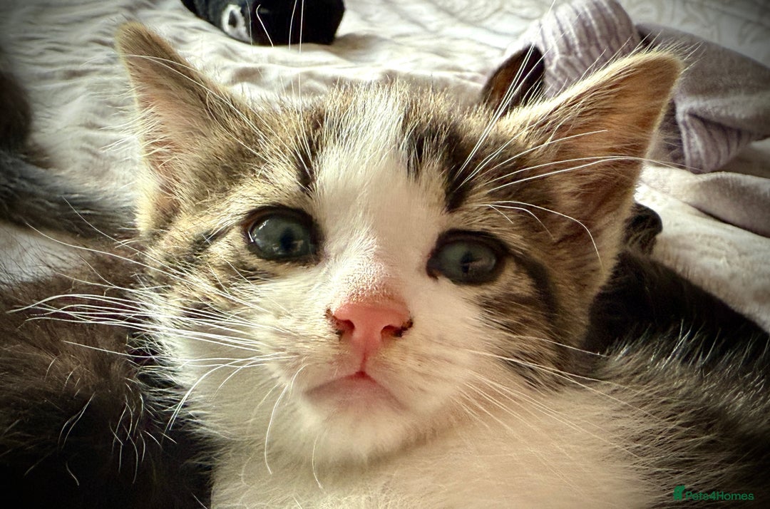 Mixed Breed cats for sale: 3 beautiful kittens available - Image 23