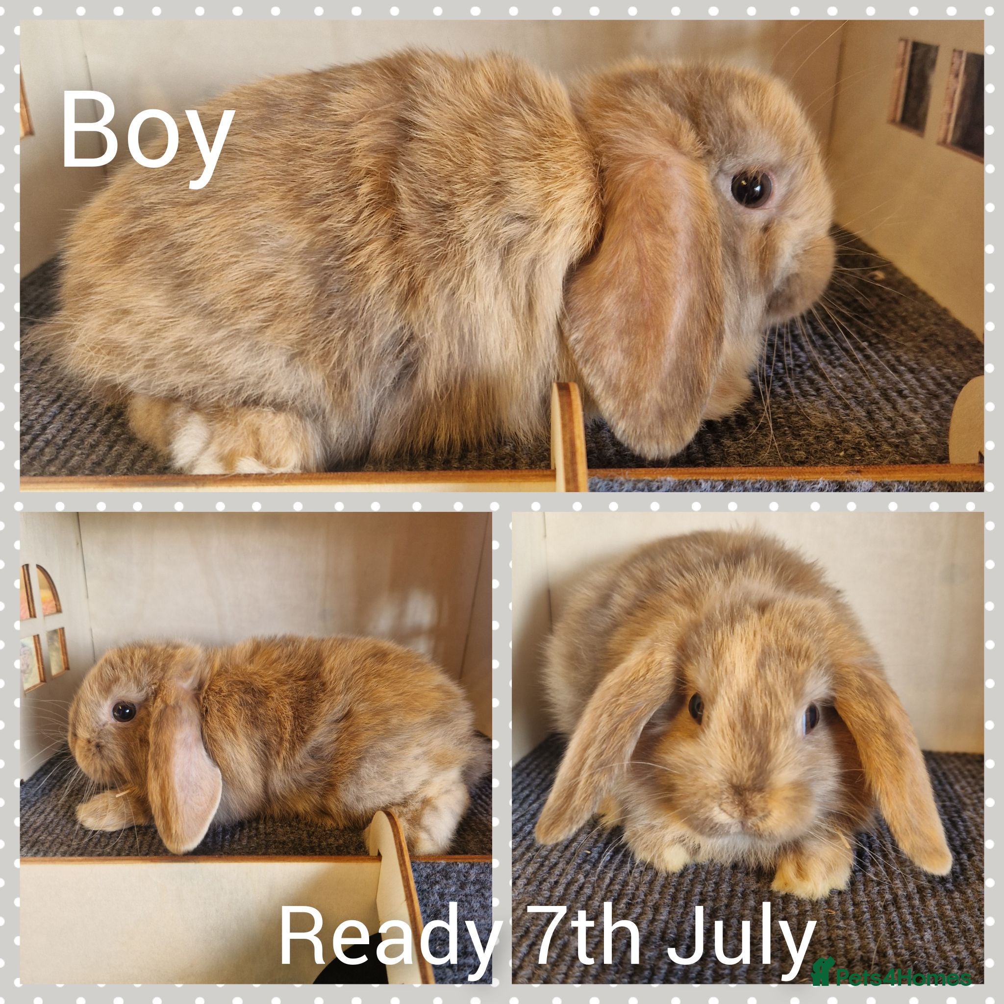Mini Lop rabbits Mini lop kits  - Advert 17