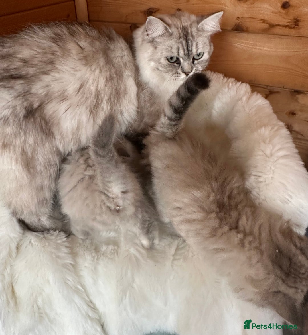 RagaMuffin cats for sale: PEDIGREE RAGAMUFFIN KITTENS RARE - Image 8