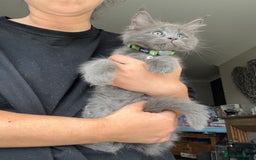Maine Coon cats for sale: TICA registered Maine Coons, Ready end of August❤️ - Image 33