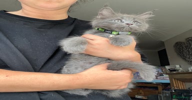 Maine Coon cats - Advert 15