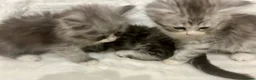 Persian cats for sale: 3 Stunning Kittens  - Advert 12
