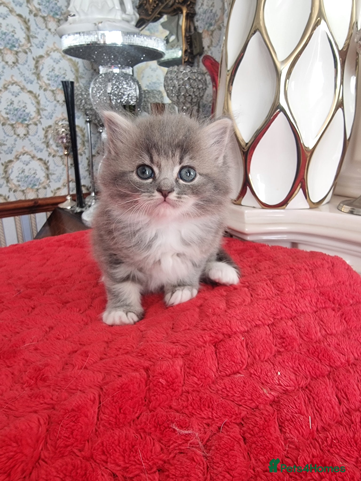 Ragdoll cats for sale: Kitten - Advert 1