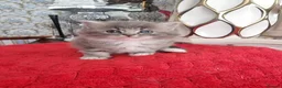 Ragdoll cats for sale: Ragdoll - Advert 1