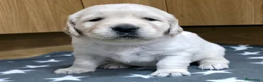 Puppy 2 - Blue