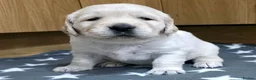 Golden Retriever dogs for sale: 5 Beautiful Golden Retriever's  - Advert 4