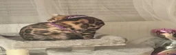 Bengal cats for sale: Friendly & Sociable Bengal Male Kitten - Advert 12