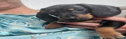 Dachshund dogs for sale: Dachshund  - Advert 6