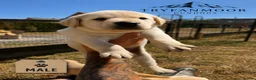 Labrador Retriever dogs for sale: KC Registered Working Labrador Retriever Puppies - Advert 5