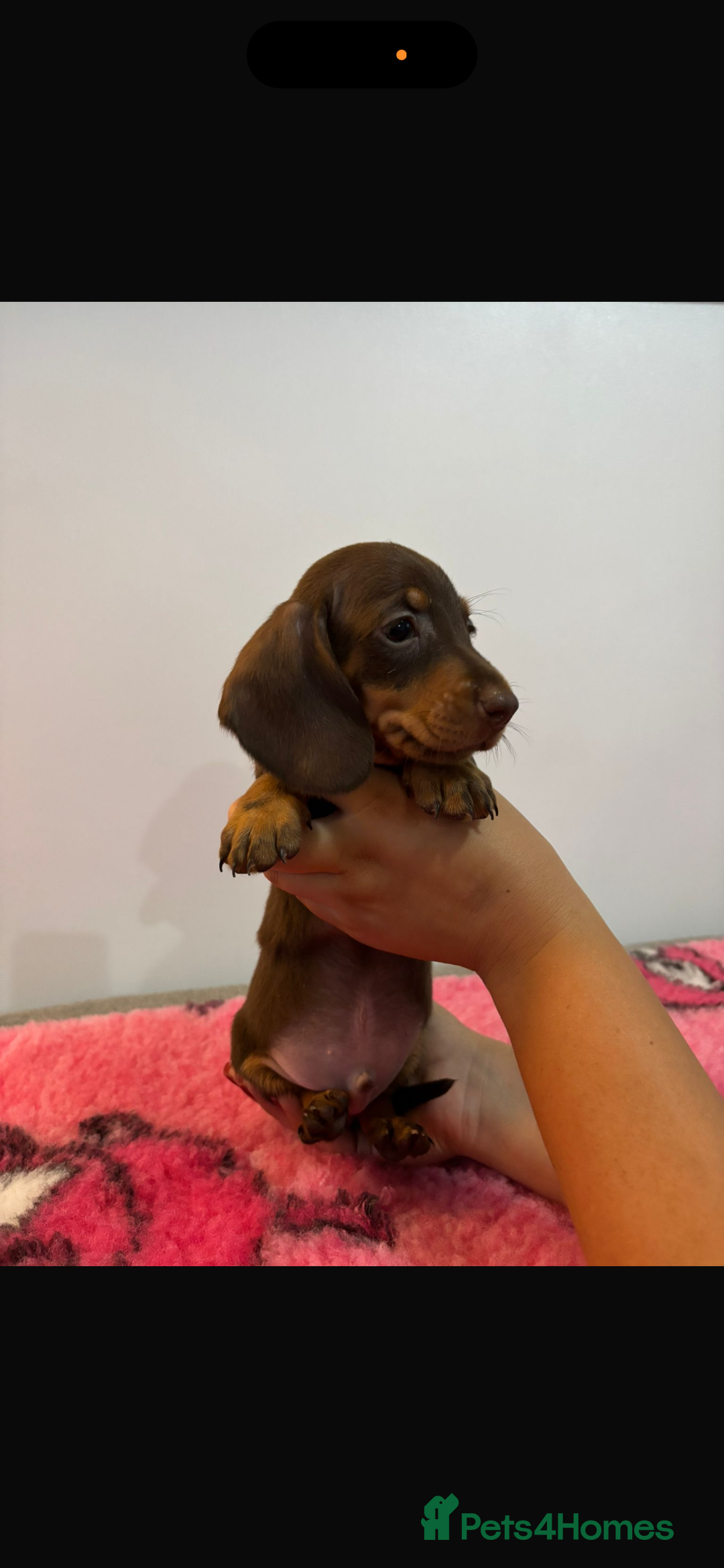 Miniature Dachshund dogs for sale: Kc registered miniature dachshunds - Advert 12