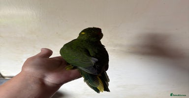 Parakeets birds - Advert 8