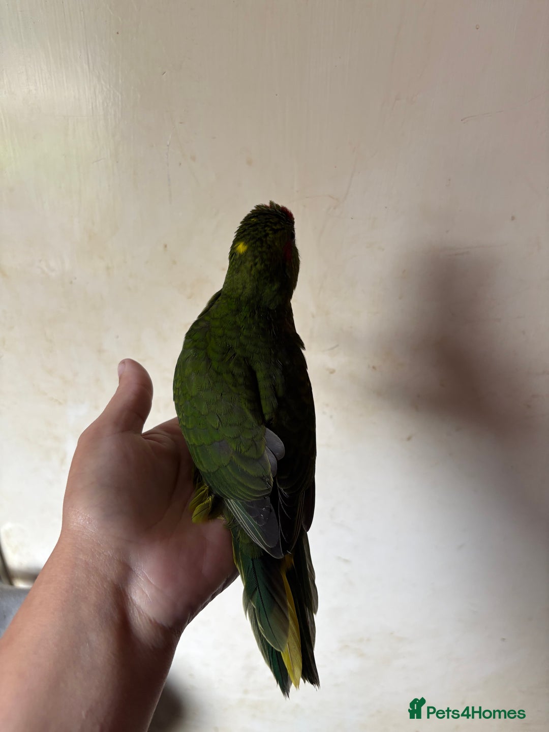 Parakeets birds for sale: Hand reared kakariki - Image 3