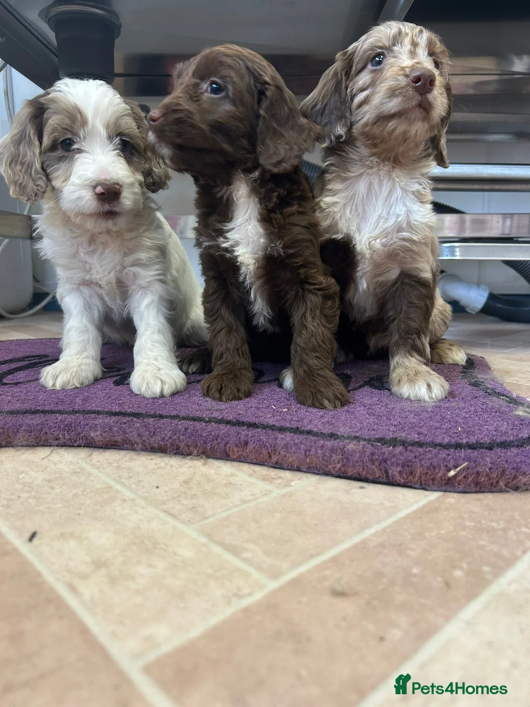 Cockapoo dogs for sale: Cockapoo puppies  - Advert 20