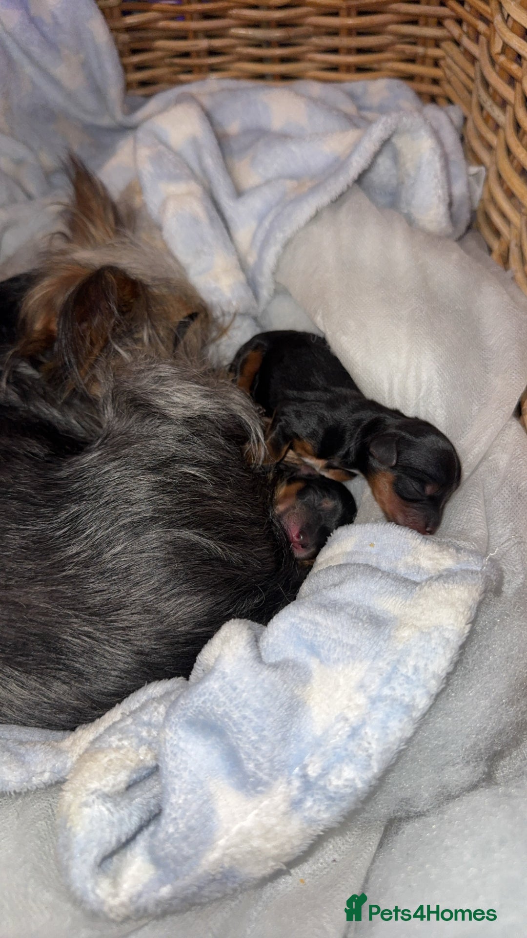 Yorkshire Terrier dogs for sale: Miniature yorkie - Advert 8