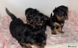 Yorkshire Terrier dogs for sale: Beautiful Yorkshire terrier puppies - Image 5