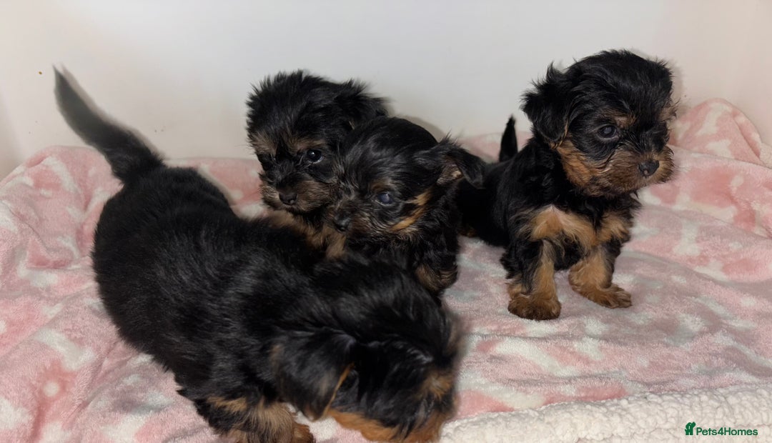 Yorkshire Terrier dogs for sale: Beautiful Yorkshire terrier puppies - Image 5