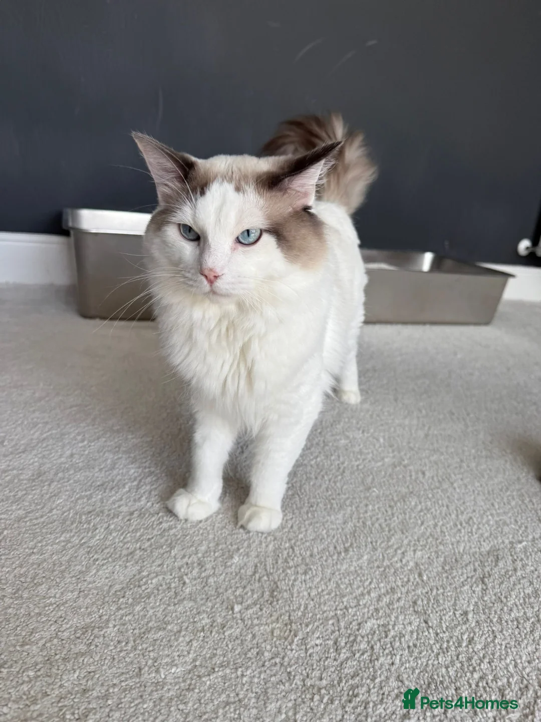 Ragdoll cats for sale: Gorgeous ragdoll boy  - Advert 2