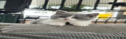 British Shorthair cats for sale: Champion bloodline Bi-colours 🌟  - Advert 1