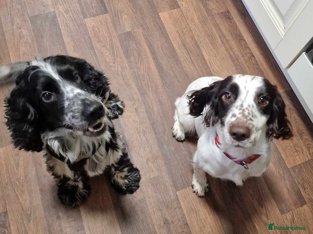 Cocker Spaniel dogs for sale: Beautiful cocker spaniel boys - Image 8
