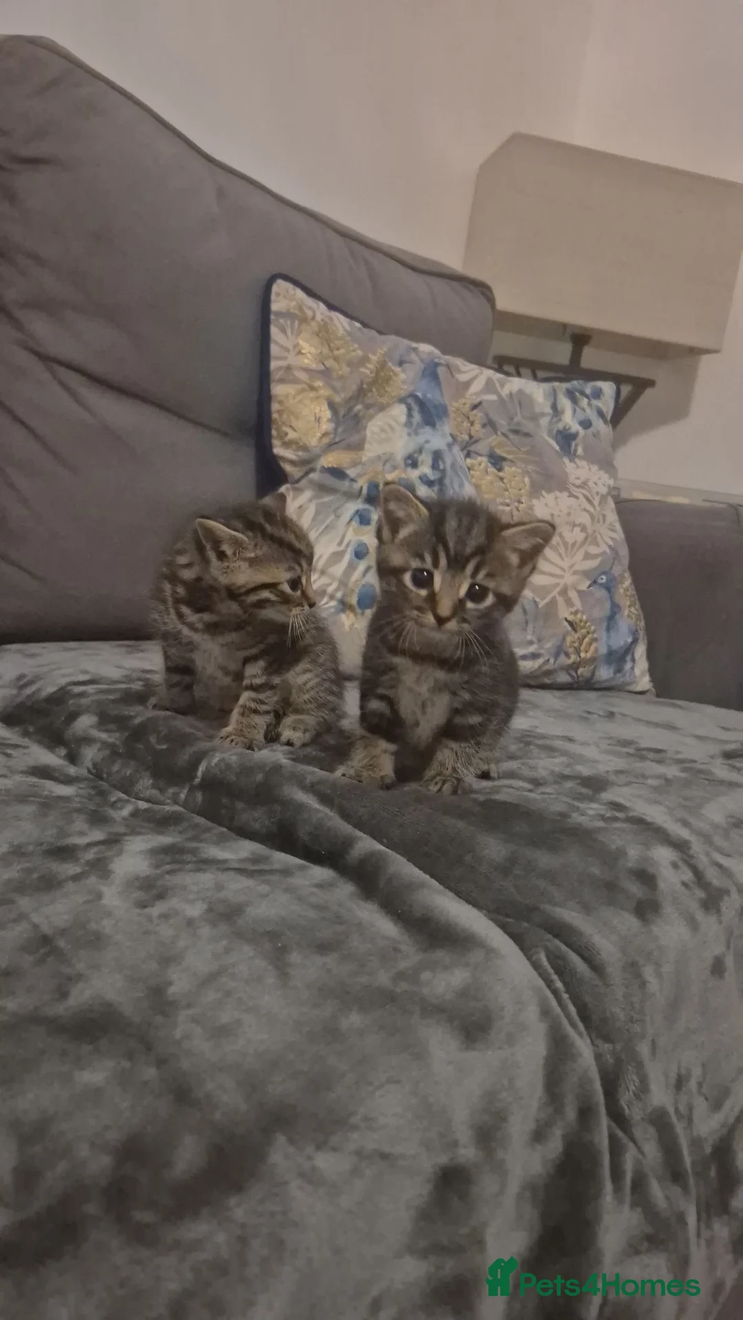Russian Blue cats for sale: Blue Russian Kittens  in Downham Market - Advert 2