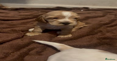 Cocker Spaniel dogs - Advert 16