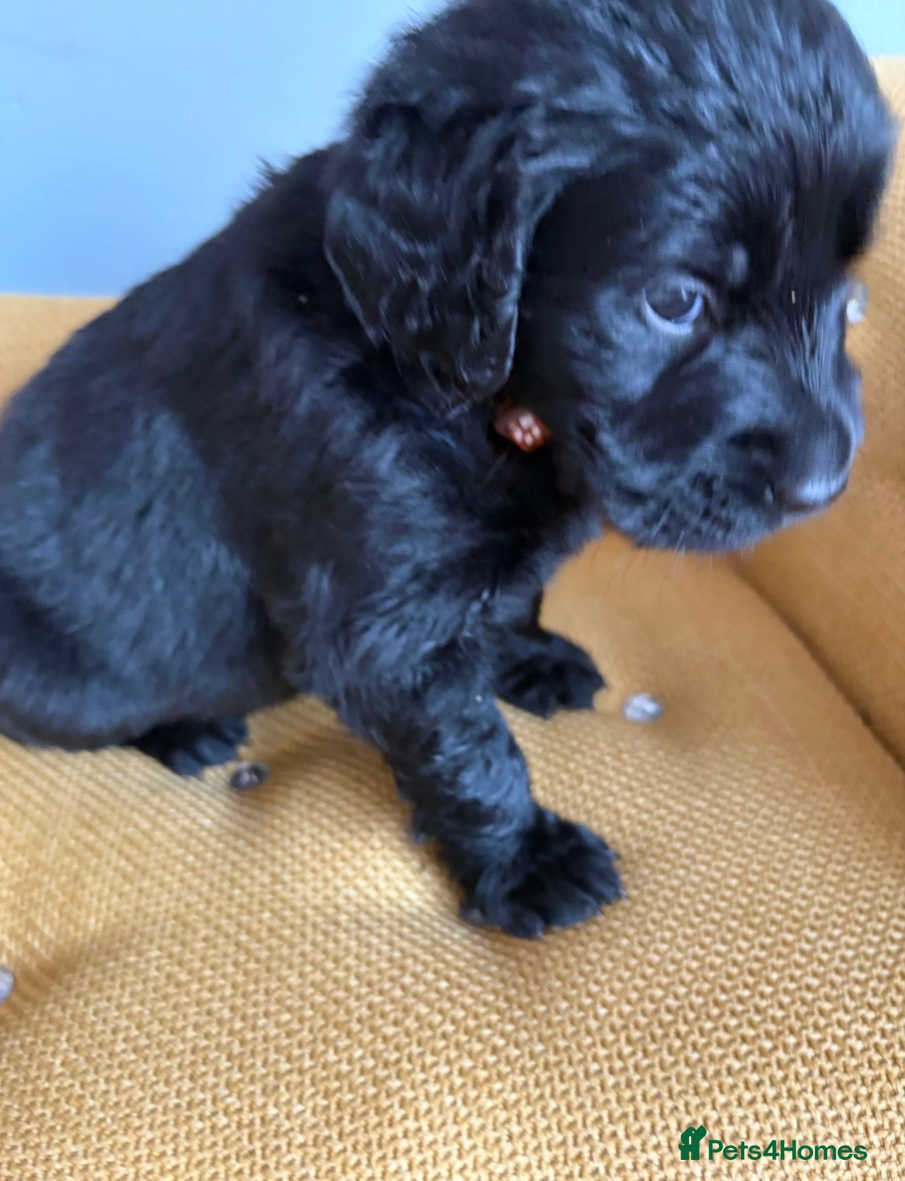 Mixed Breed dogs Golden flatties ❤️ ONLY LITTER IN UK ❤️ - Advert 1