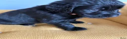 Mixed Breed dogs for sale: READY NOW  ❤️GOLDEN FLATTIES ❤️ ONLY 2 LEFT! ❤️  - Advert 16