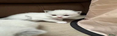 Ragdoll 3
