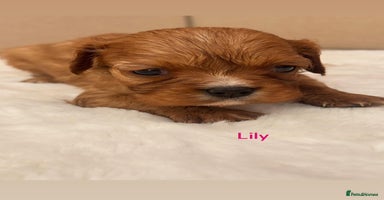Cavalier King Charles Spaniel dogs - Advert 2