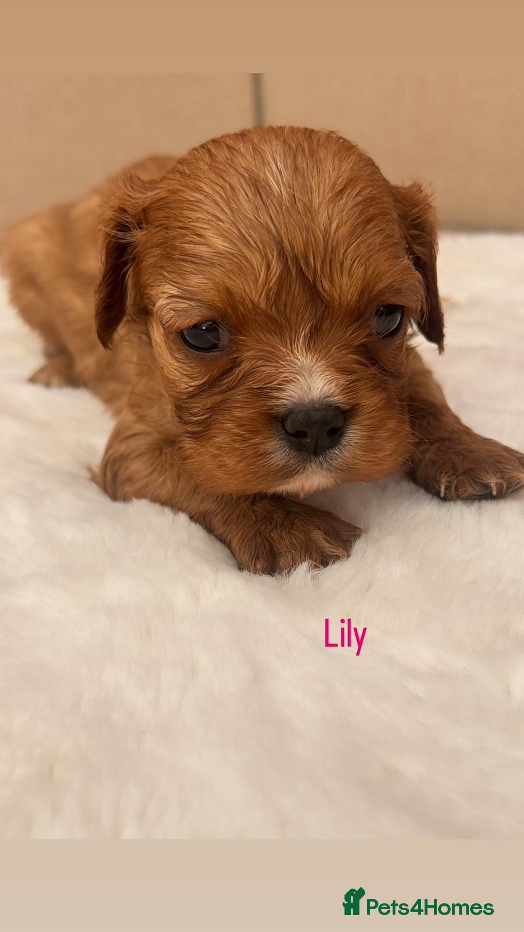 Cavalier King Charles Spaniel dogs for sale: Cavalier King Charles puppies  - Image 2