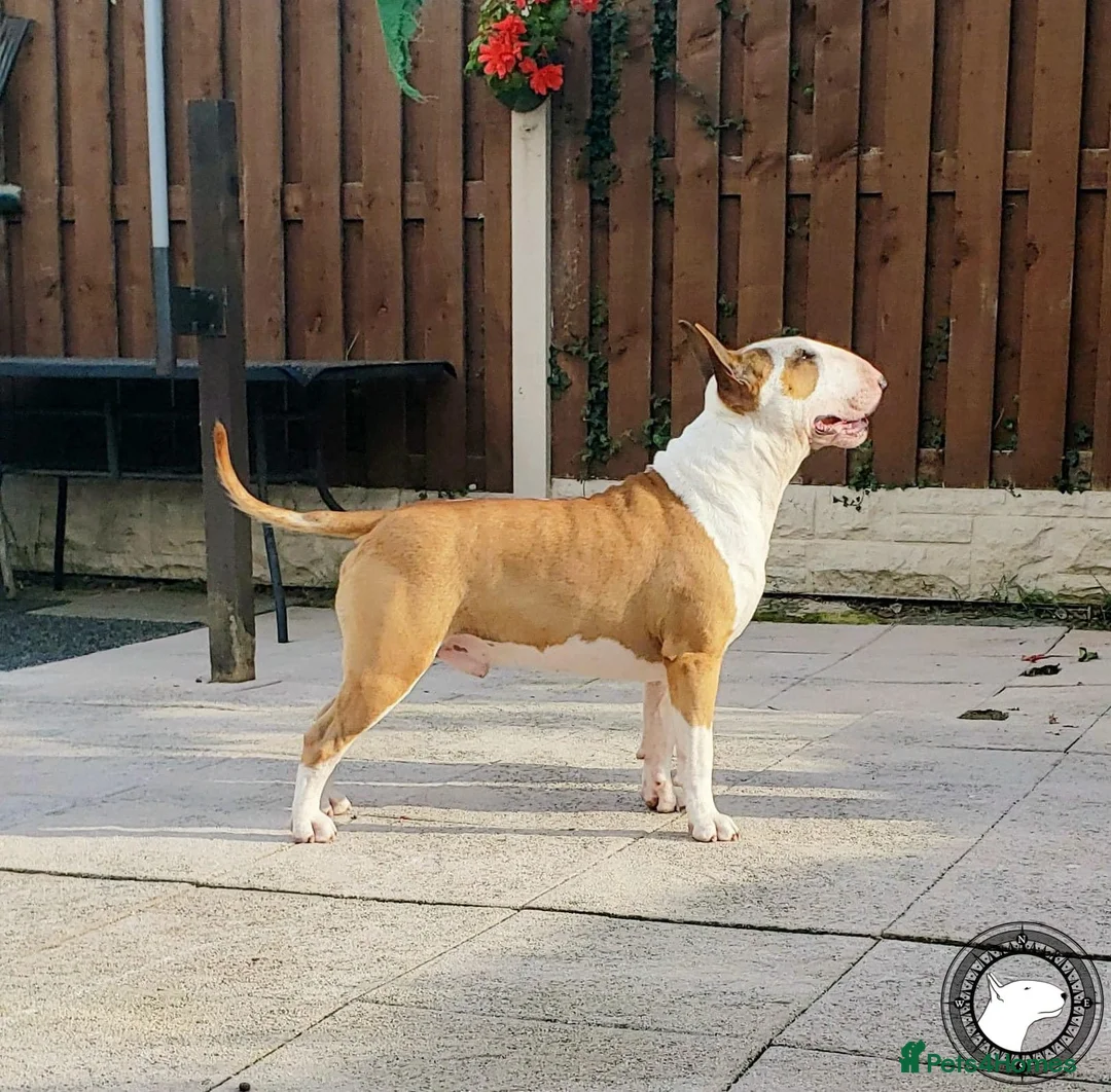 English Bull Terrier dogs for sale: CH BLOODLINE TOP BULL TERRIER PUPPIES - Advert 10